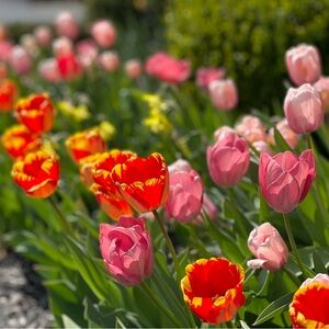 Meet your Posher, Cat